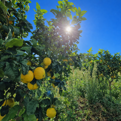 Bergamotto di Reggio Calabria, l’IGP supera l’esame italiano
