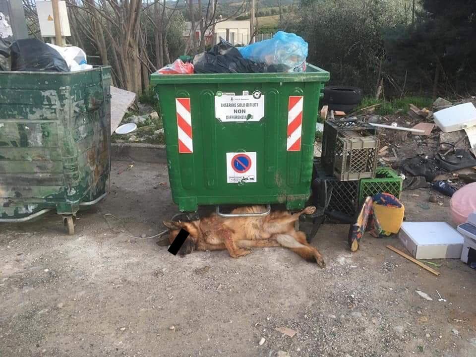 «Il cane non è stato impiccato ma investito»