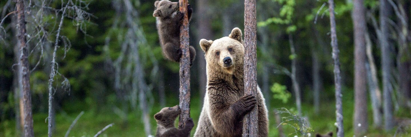 Orsi del Trentino, il Tar sospende l’abbattimento