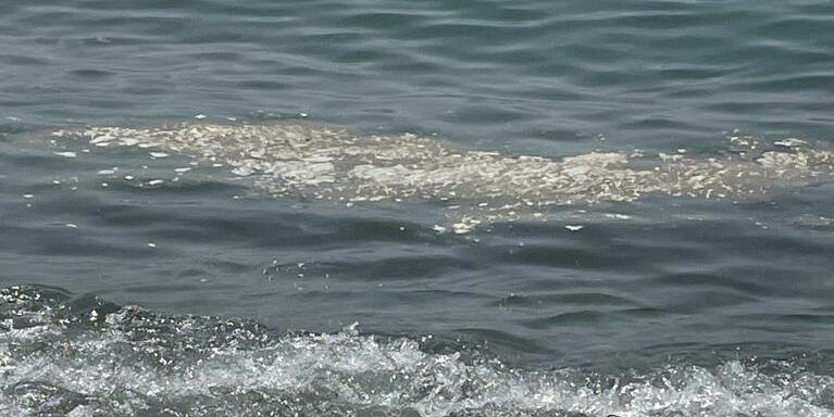 Mare sporco, il Codacons presenta un esposto in Procura: «Basta con gli inviti all’omertà»