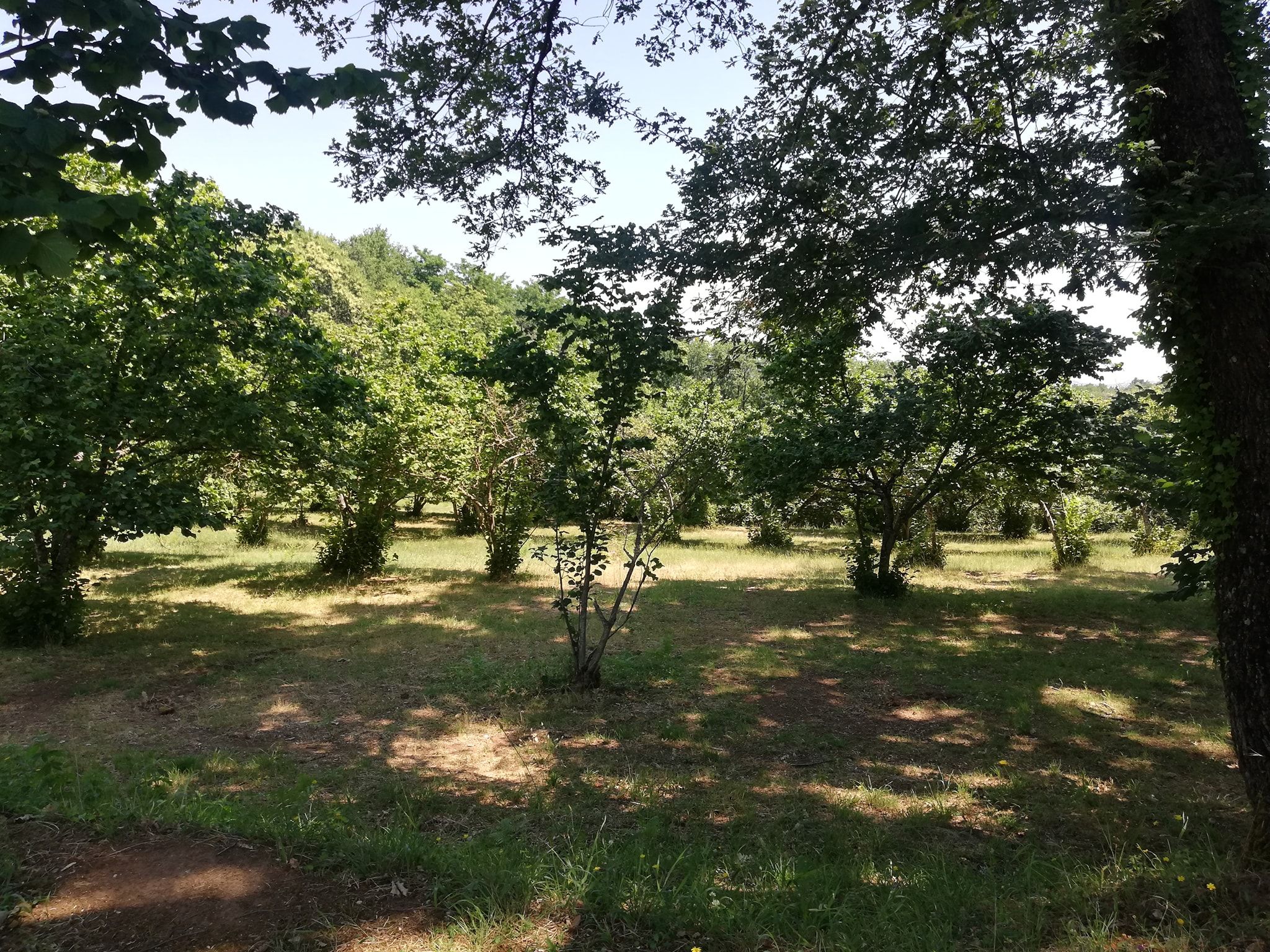 A Cardinale un convegno sulla nocciola Tonda di Calabria bio