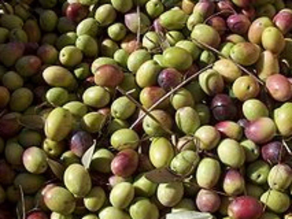 Scarti in mare, sequestrata un`azienda olearia  a Rossano