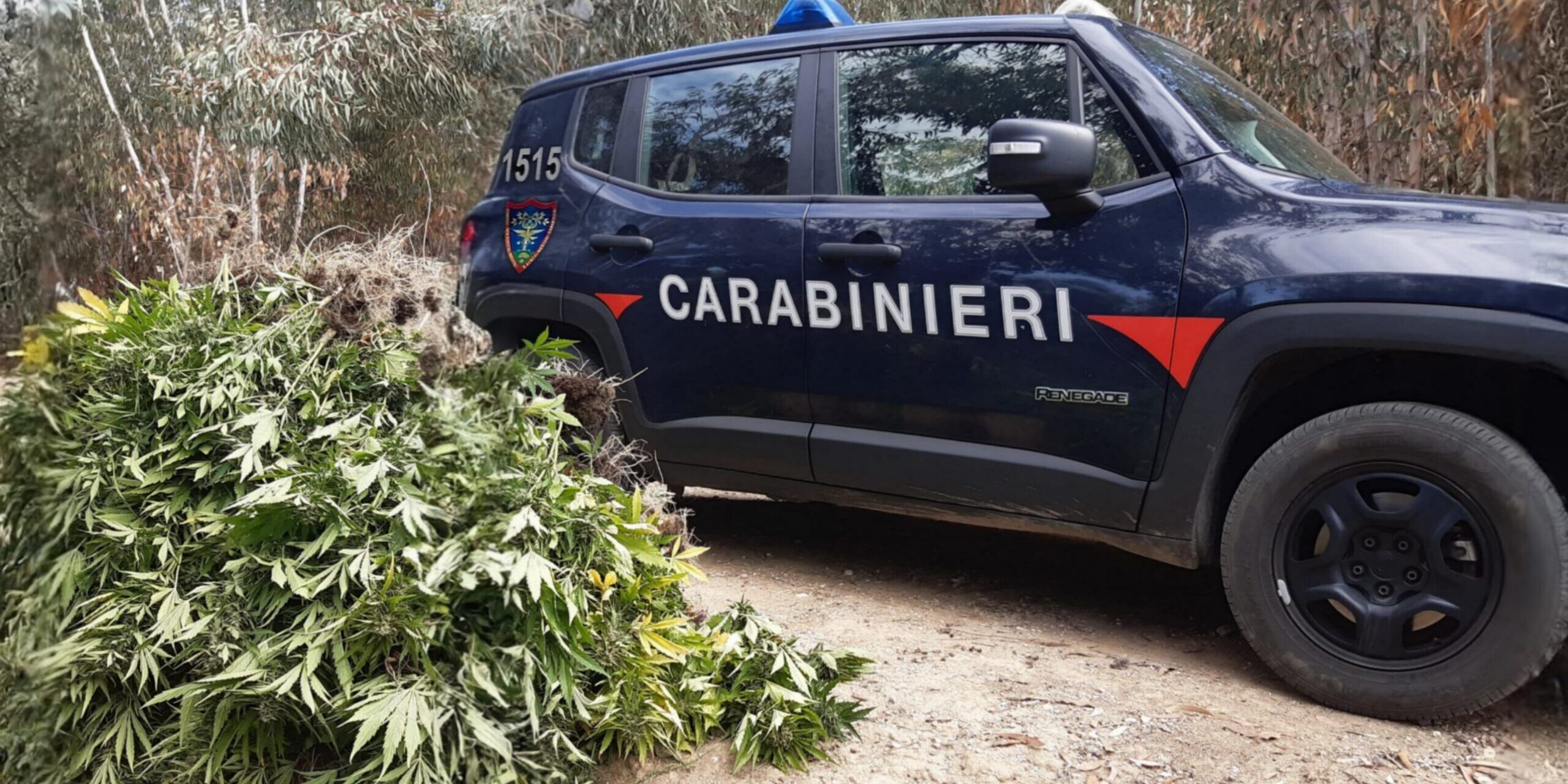 Crotone, i carabinieri forestali individuano una maxi-piantagione di marijuana