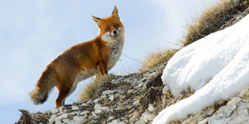 «Una impiccata, l'altra fatta a brandelli, incredibile violenza su due volpi in Calabria»