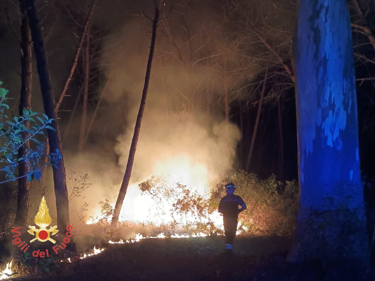 Vasto incendio ad Acconia di Curinga, distrutti dalle fiamme ettari di pineta – FOTO