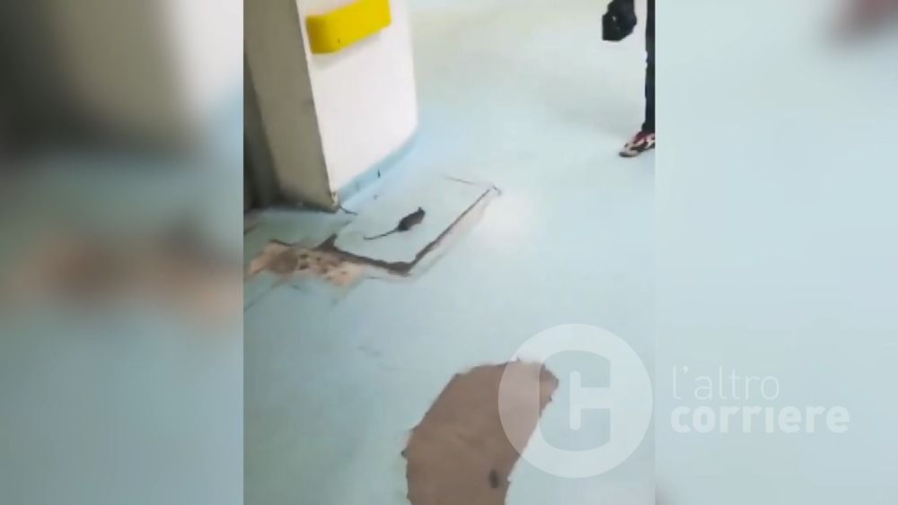 Caccia al topolino nell’ospedale di Corigliano
