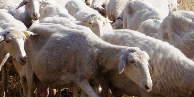 Lingua blu, allarme nel Crotonese: gli allevatori pronti a scendere in piazza