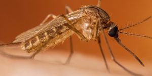 West Nile nel Catanzarese, giovane donna in ospedale: avviato il piano di bonifica a Borgia