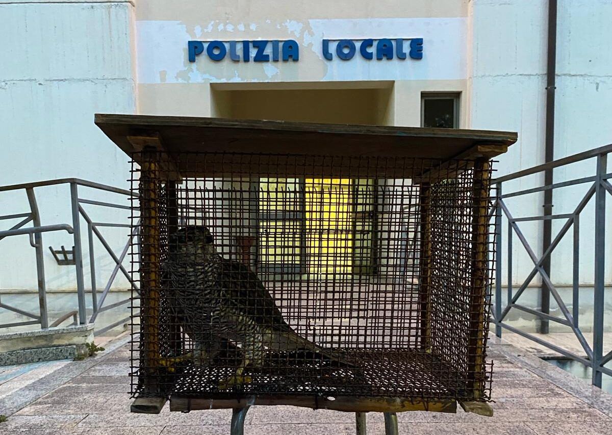 Lamezia, falco pellegrino ferito a un’ala recuperato dalla polizia locale – FOTO