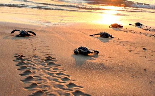 Legambiente: «No alla pulizia delle spiagge con le ruspe. È strage di tartarughe»
