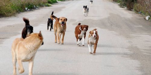 Corigliano Rossano, mezzo milione l'anno di spesa per il randagismo (con scarsi risultati)