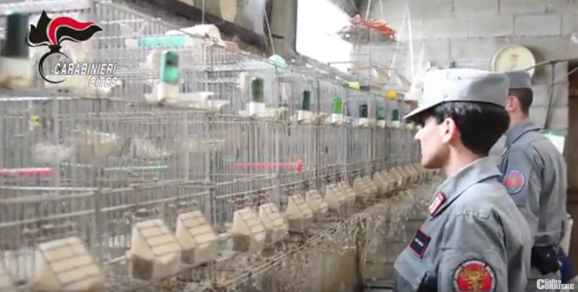 Colpo al clan dei bracconieri, le loro prede cucinate nei ristoranti del Nord – VIDEO