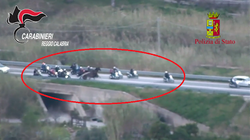 Reati contro gli animali, in Calabria il 4% dei procedimenti