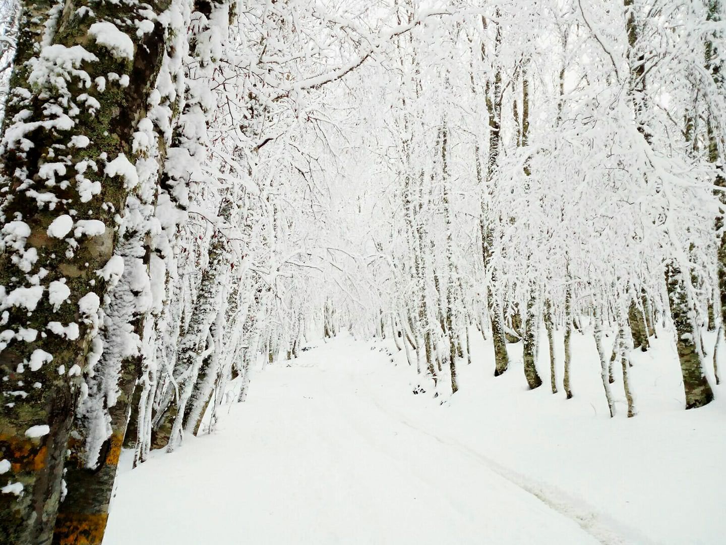 Maltempo sul Pollino: i sindaci chiudono le scuole