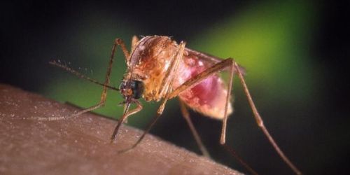 zanzara-febbre-del-nilo