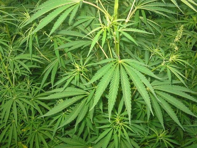Piantagione di cannabis nel Reggino, quattro arresti