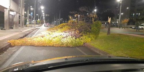 albero caduto cosenza
