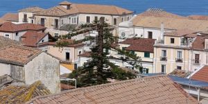 Albero secolare tagliato a Pizzo, era tra i simboli della città. Il Comune ferma tutto: «Fatto gravissimo»