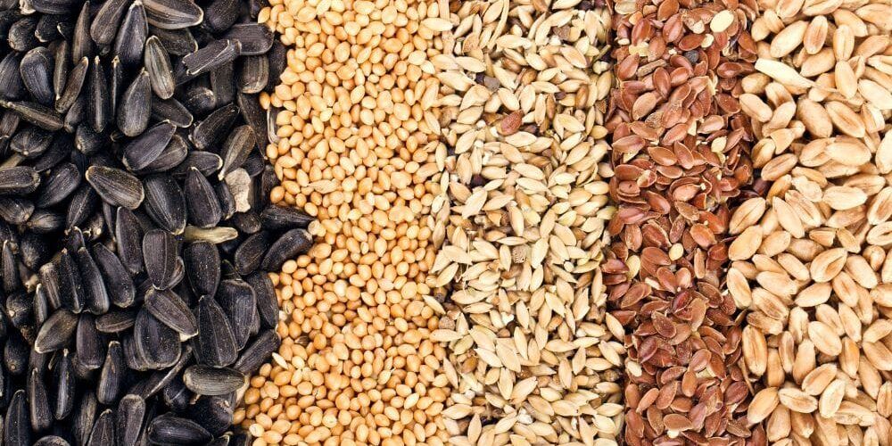 Confagricoltura, «bene i dazi straordinari sull’import di cereali dalla Russia»