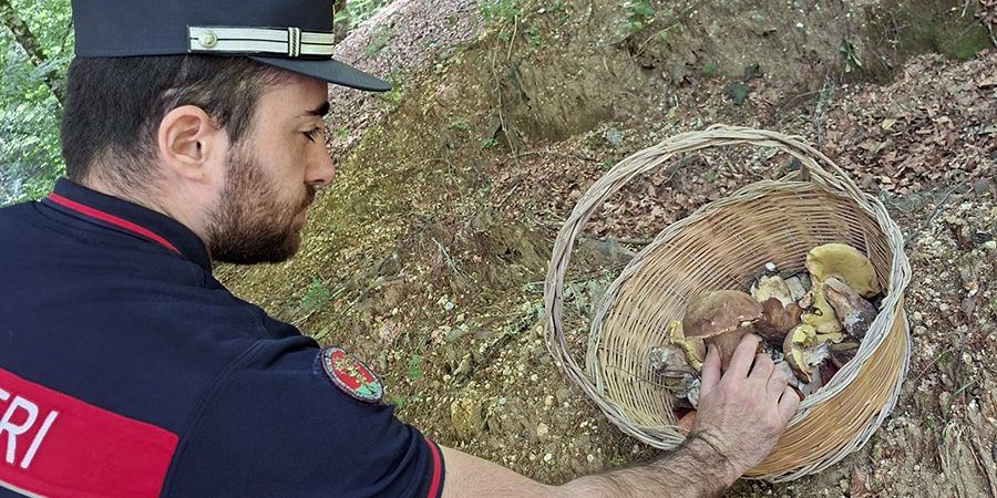 Serre Vibonesi, i carabinieri forestali sanzionano raccoglitori di funghi