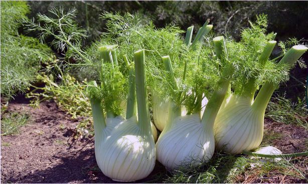 Il “Finocchio di Isola Capo Rizzuto”: pubblicato su Gazzetta ufficiale dell’Ue il disciplinare Igp