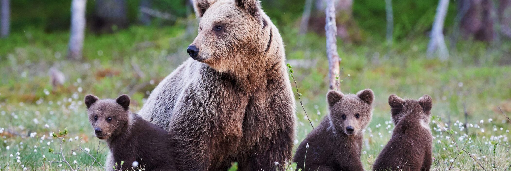 Uccisa a fucilate l’orsa Amarena, identificato l’autore