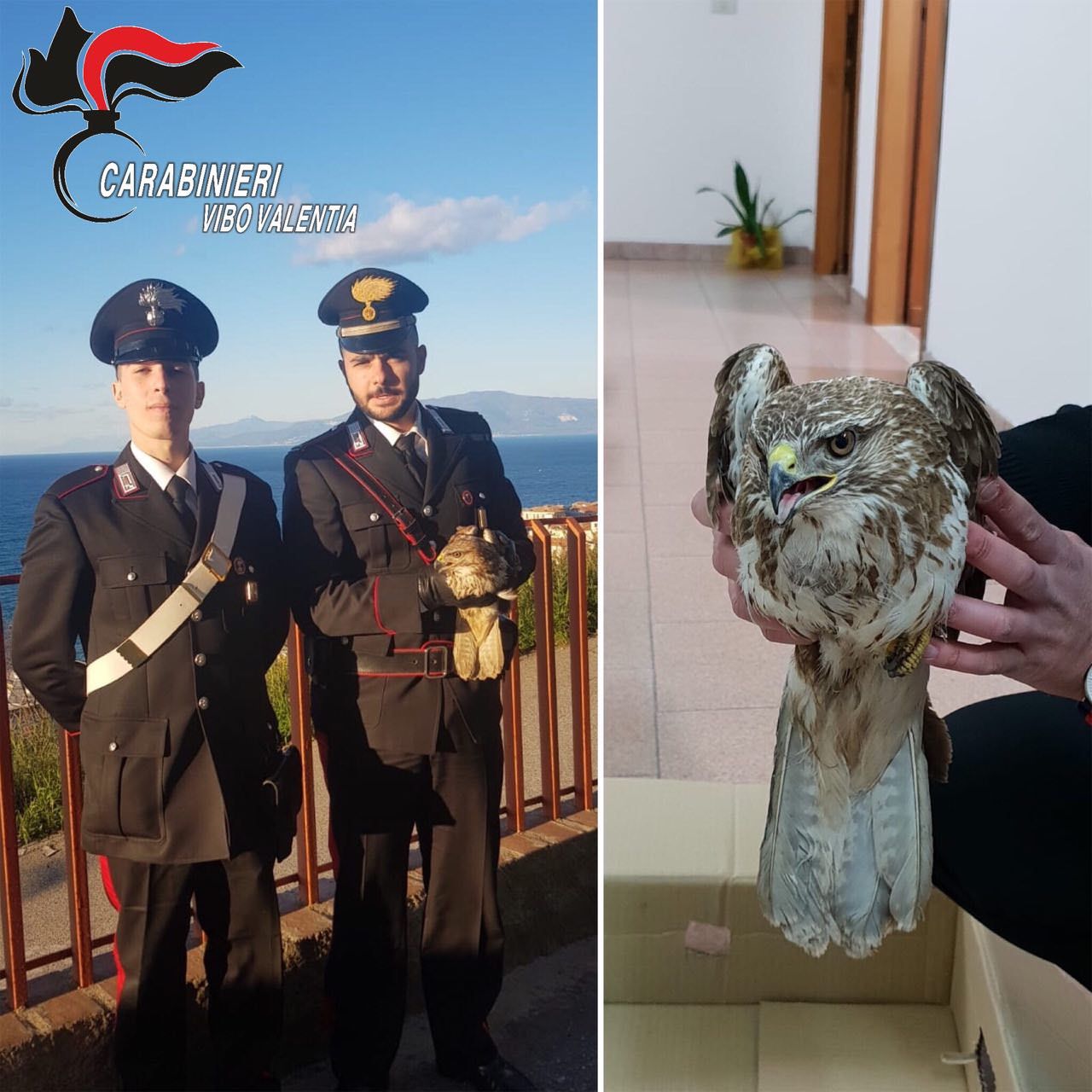 Limbadi, i carabinieri salvano una poiana reale ferita dai bracconieri