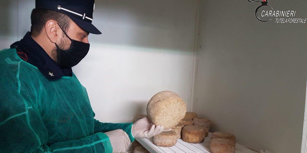 Sequestrati oltre 3 quintali di prodotti caseari nel Cosentino. Una denuncia