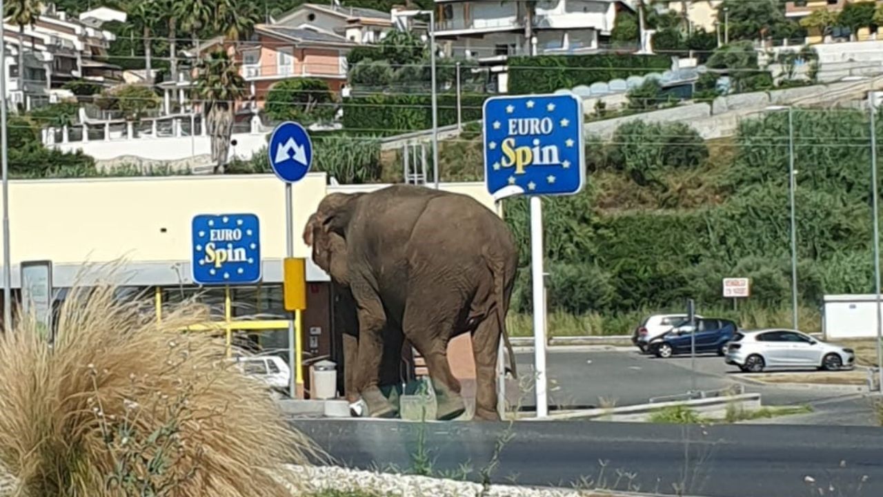 Amantea, elefante in fuga “scorrazza” per la statale 18 – FOTO E VIDEO