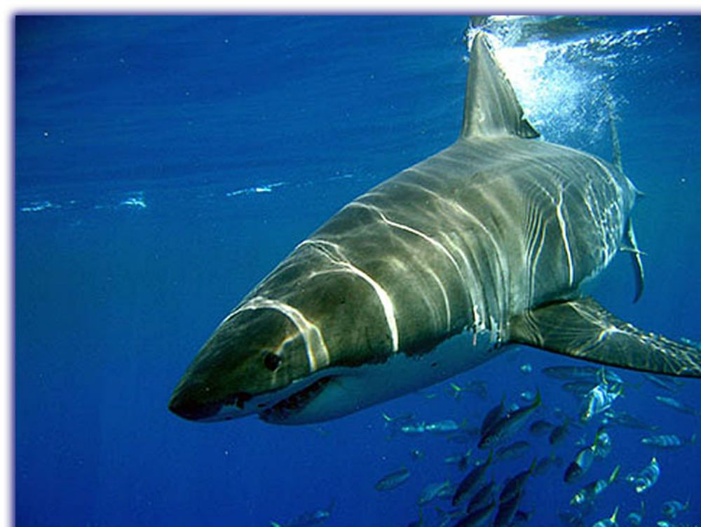 Carcassa di squalo trovata sulla spiaggia di Siderno