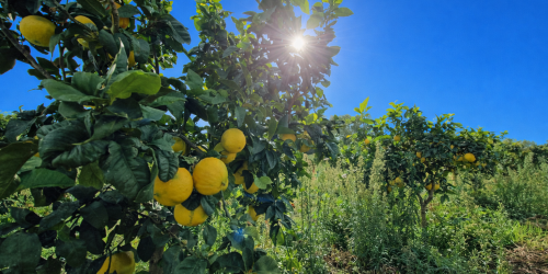 bergamotto reggio calabria