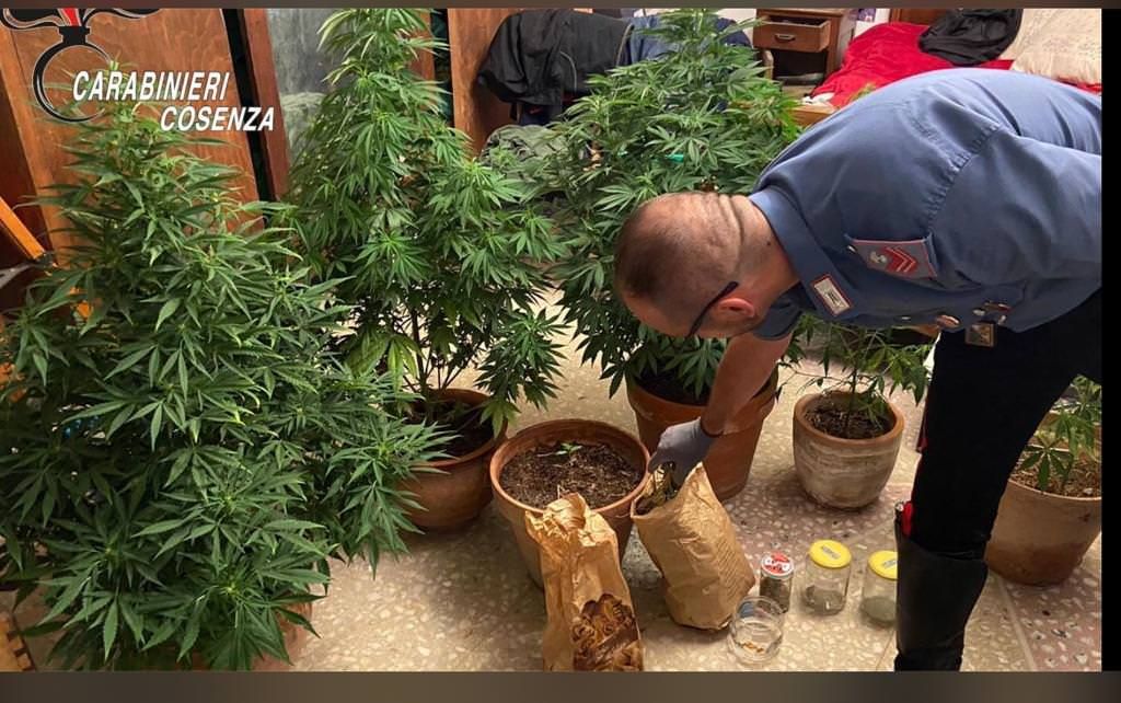Trasforma il balcone di casa in una “serra” per la droga, arrestato