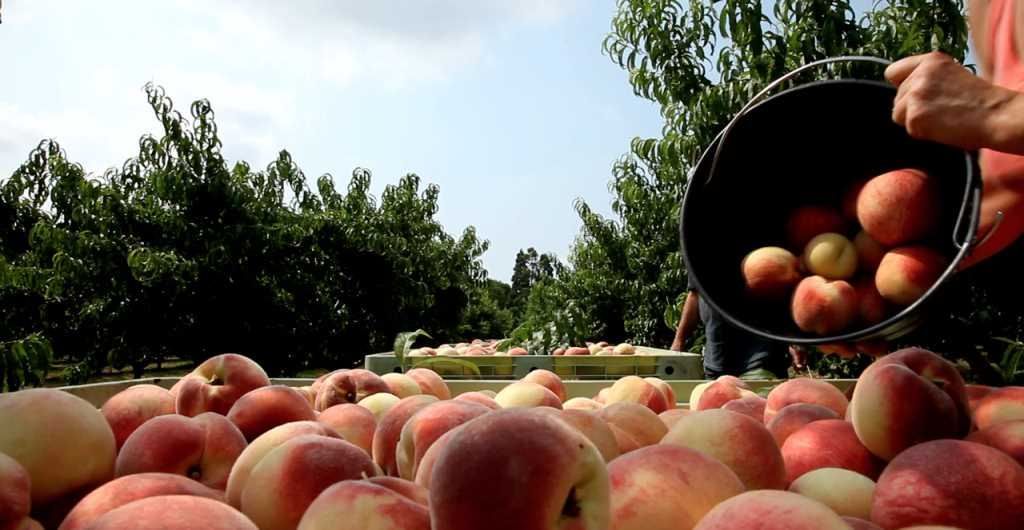 Rubano 5 quintali di pesche, due arresti a Roggiano