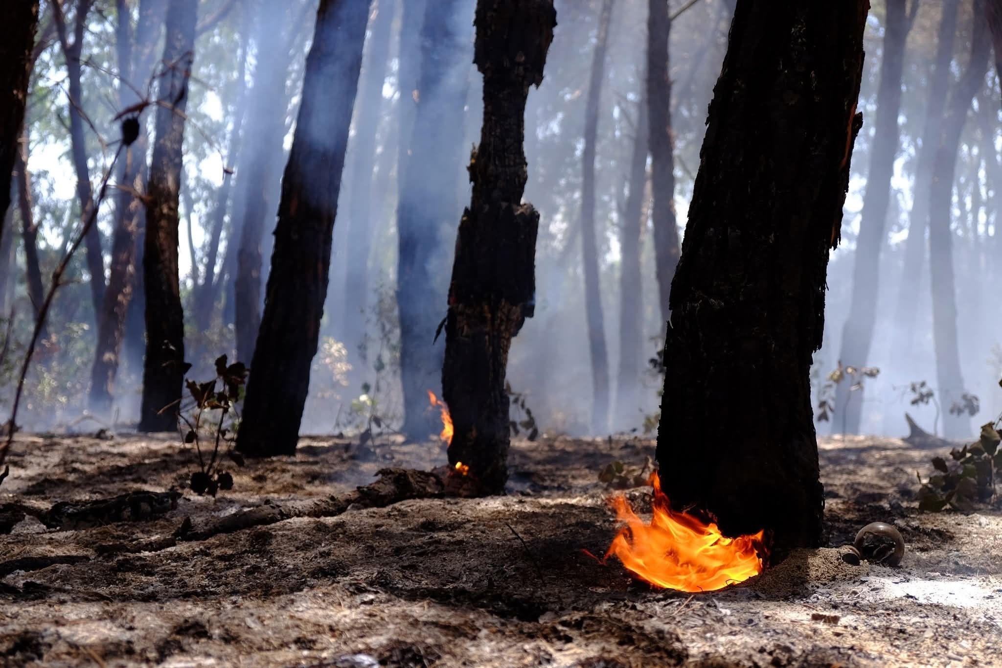 Pineta distrutta a Nicotera, il sindaco denuncia i piromani: «Controlleremo le fototrappole»