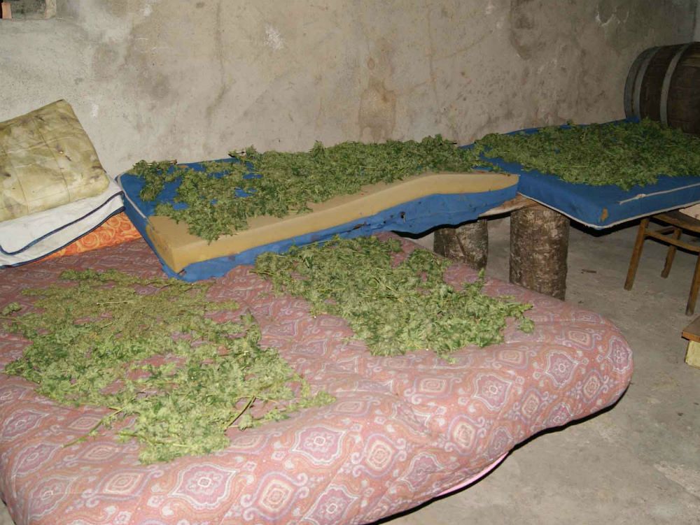 Essiccatoio di marijuana scoperto a Mammola
