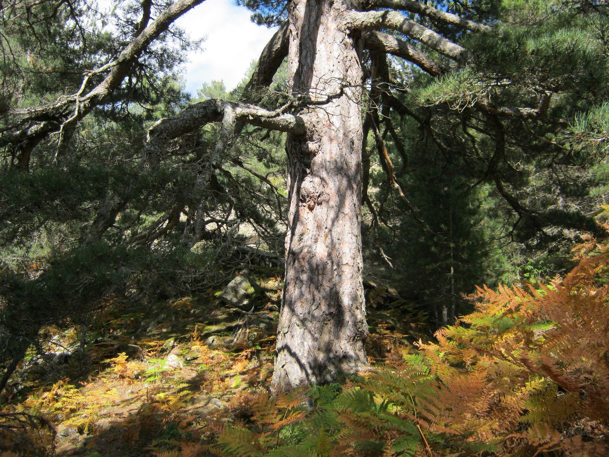 «La Montagna brucia»