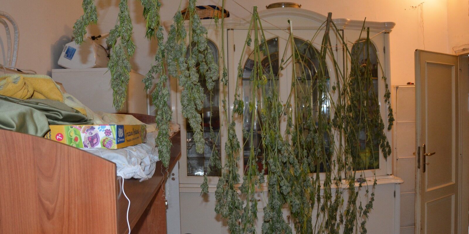 Cosenza, arbusti di droga appesi a un filo in un seminterrato: scatta la denuncia