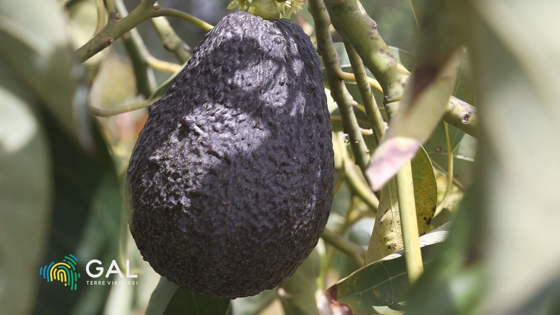 Avocado e mango, storie di una Calabria “tropicale”