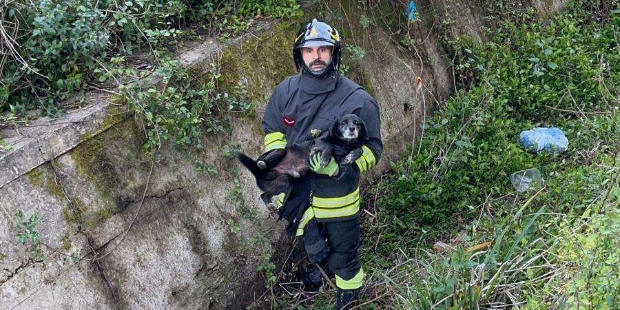 Cagnolino cade in un canalone nel Vibonese, salvato dai Vigili del fuoco – FOTO
