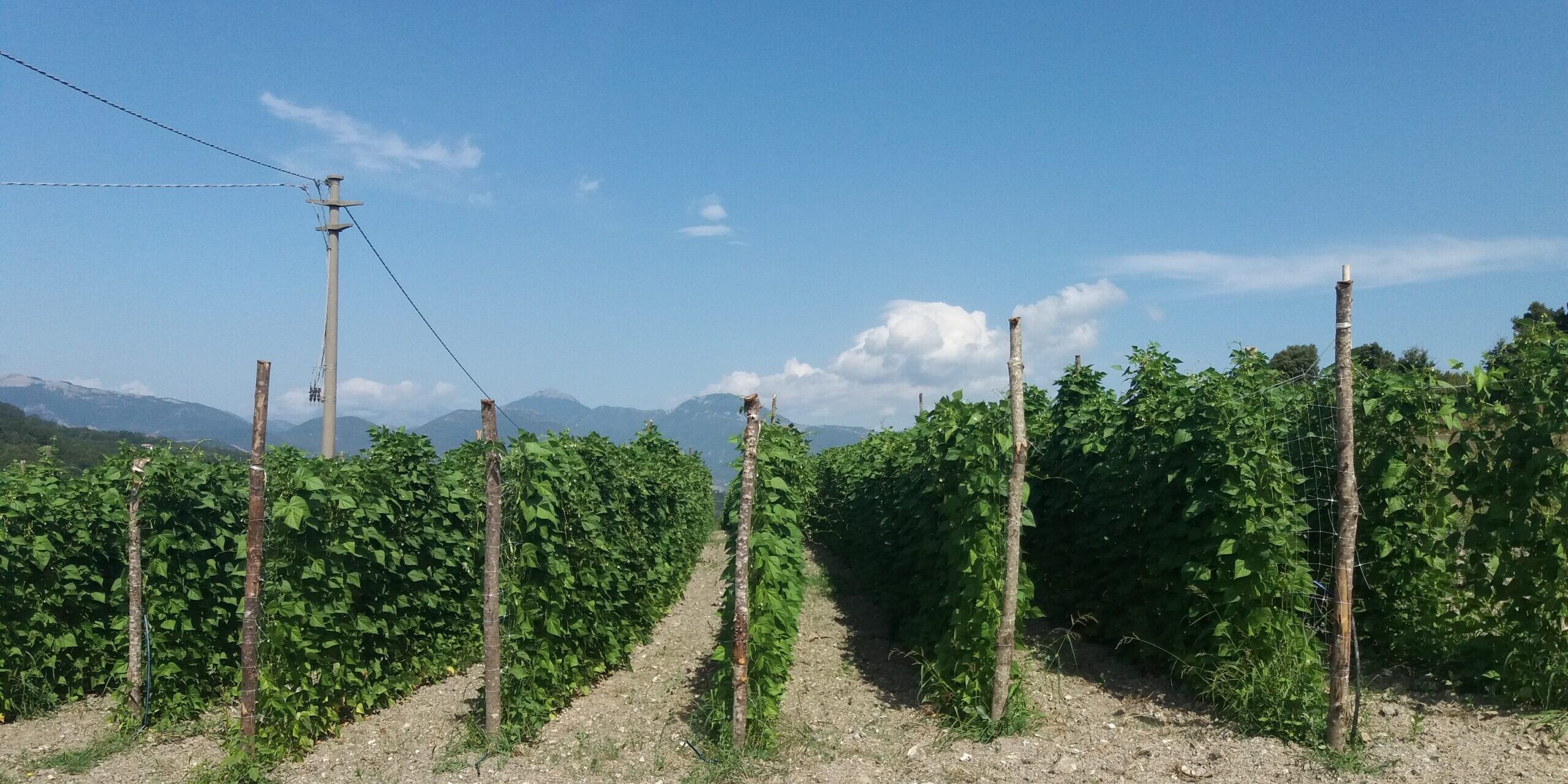 «La coltivazione del fagiolo poverello bianco per lo sviluppo sostenibile»