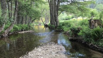 «Istituire la Riserva naturale del Fiume Neto, tutelando un patrimonio ambientale che attraversa la Calabria»