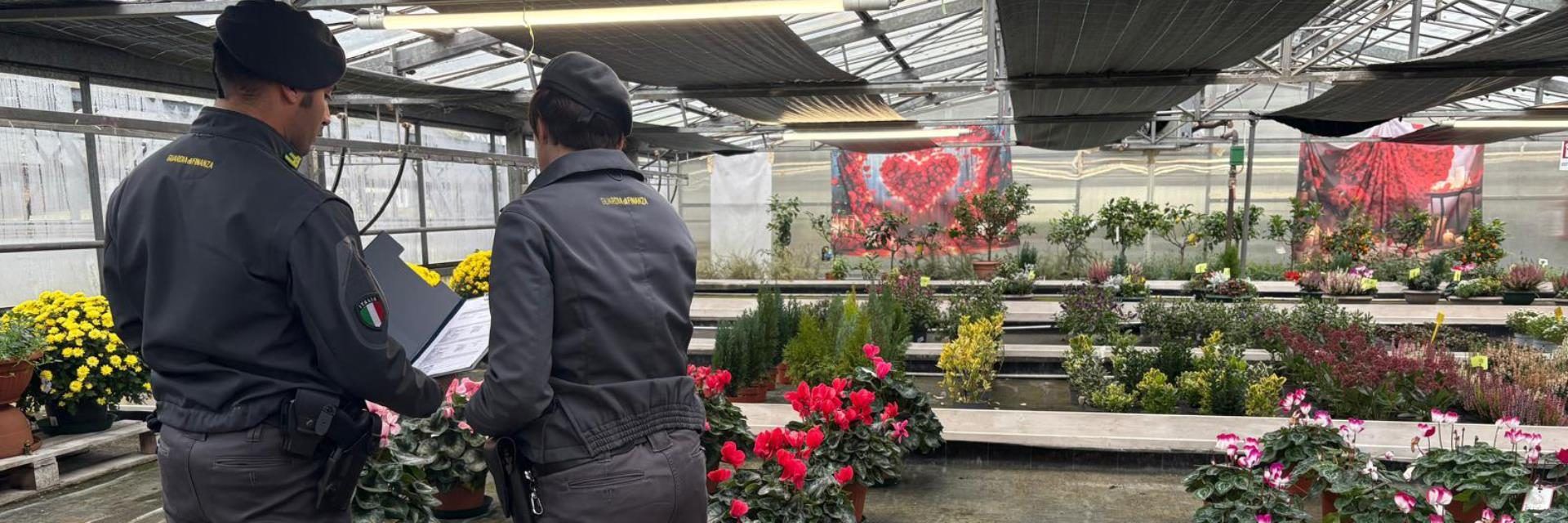 Evasione da record: indagine shock su un garden center