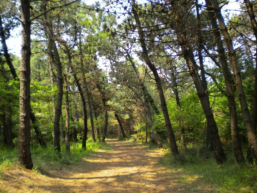 Mesoraca, stalla abusiva sequestrata in una pineta