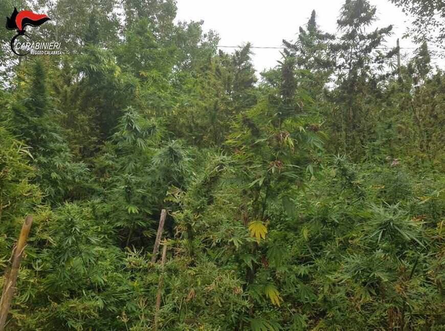 San Luca, sequestrate oltre 200 piante di canapa indiana