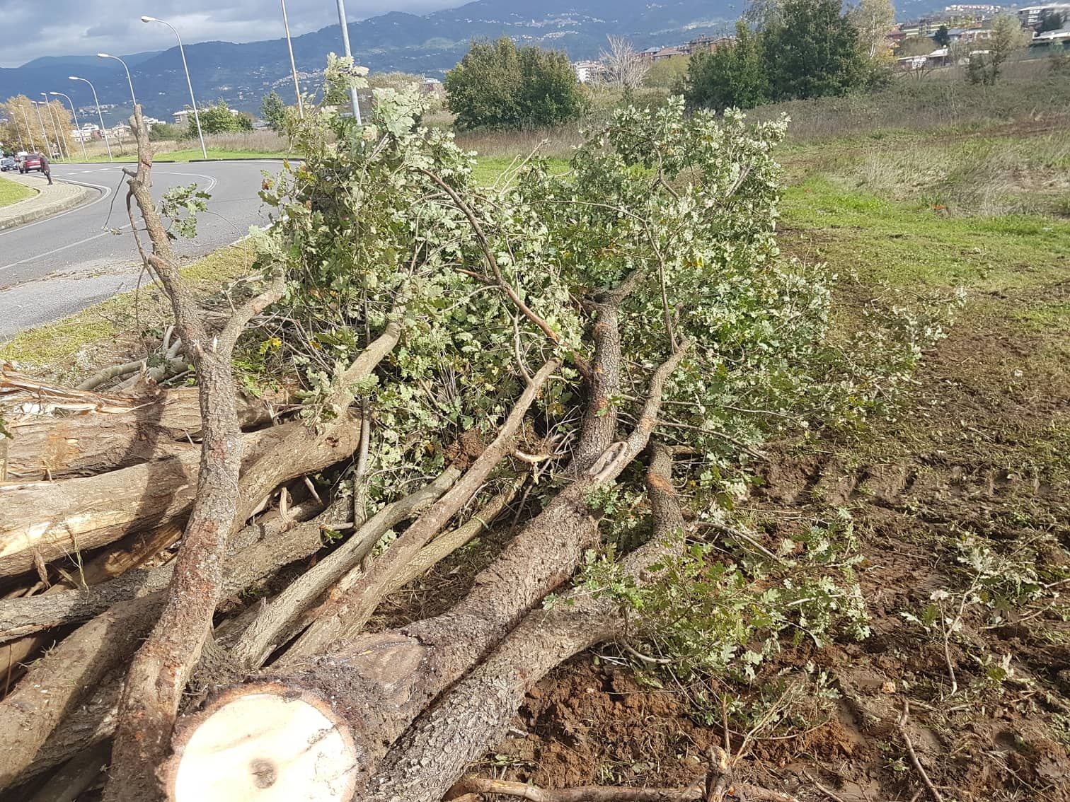 Taglio di pini a Rende, Federalisti contro Manna: «Erano lì da 47 anni»