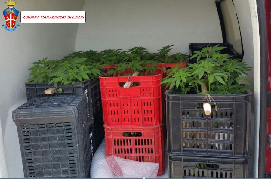 Bianco, nuovo arresto per il produttore di cannabis recidivo