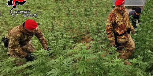 marijuana piana di gioia tauro