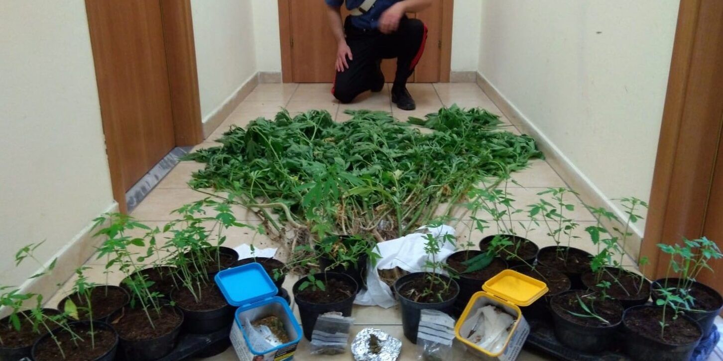 Trovato in casa e nel suo terreno con 64 piante di cannabis, arrestato