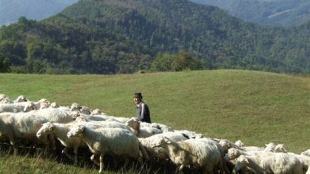 Pastore disabile derubato del gregge, arrivano fondi (anche) dall'Australia