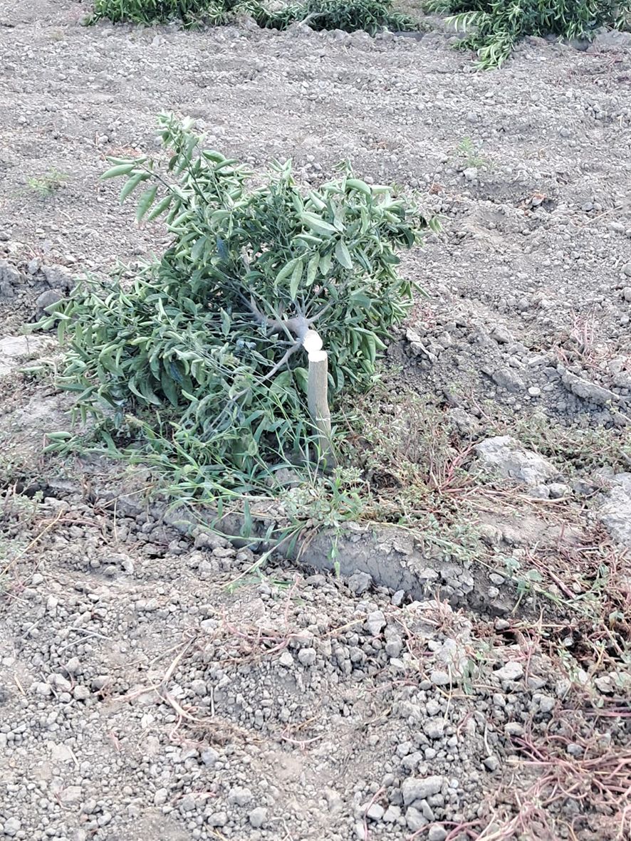 Confagricoltura Cosenza, la solidarietà alle aziende di Corigliano colpite da atti vandalici